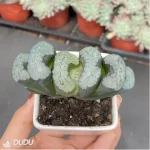 Haworthia Kui Yuqian - Image 2