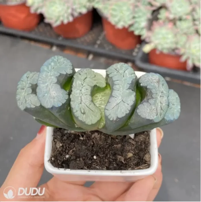 Haworthia Kui Yuqian - Image 2