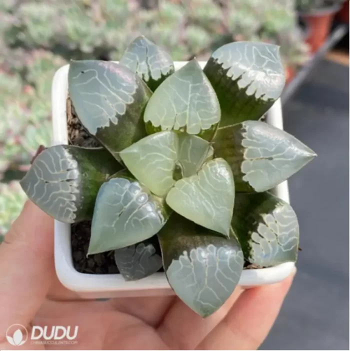 Haworthia fire phoenix - Image 2