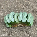 Haworthia Clear glaze