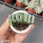 Haworthia Clear glaze - Image 2