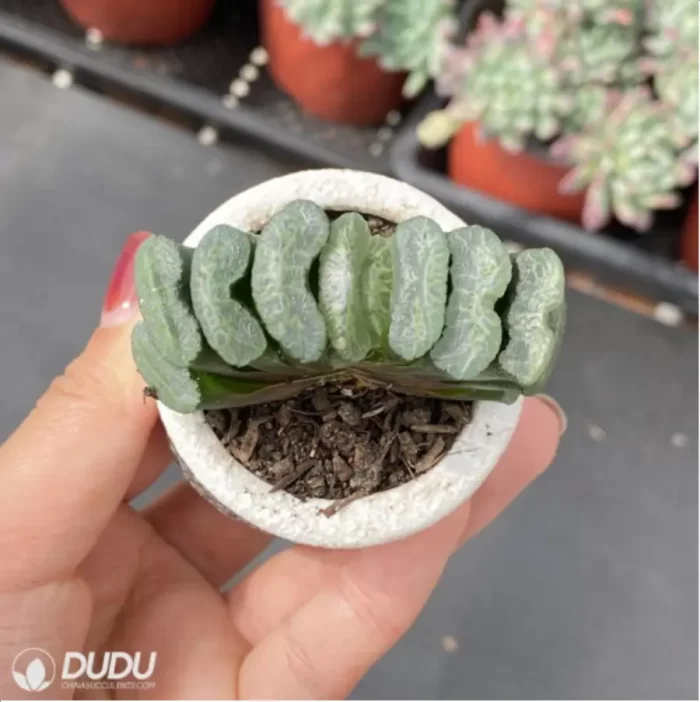 Haworthia Clear glaze - Image 2