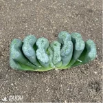 Haworthia SCeen dragon