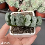 Haworthia SCeen dragon - Image 2
