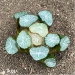 Haworthia Fountain of Our Lady