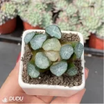 Haworthia Fountain of Our Lady - Image 2