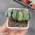 Haworthia Fuyu - Image 2