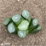 Haworthia Carpenter's sister