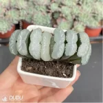 Haworthia Saifuji - Image 2