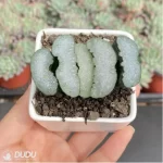 Haworthia Fly - Image 2