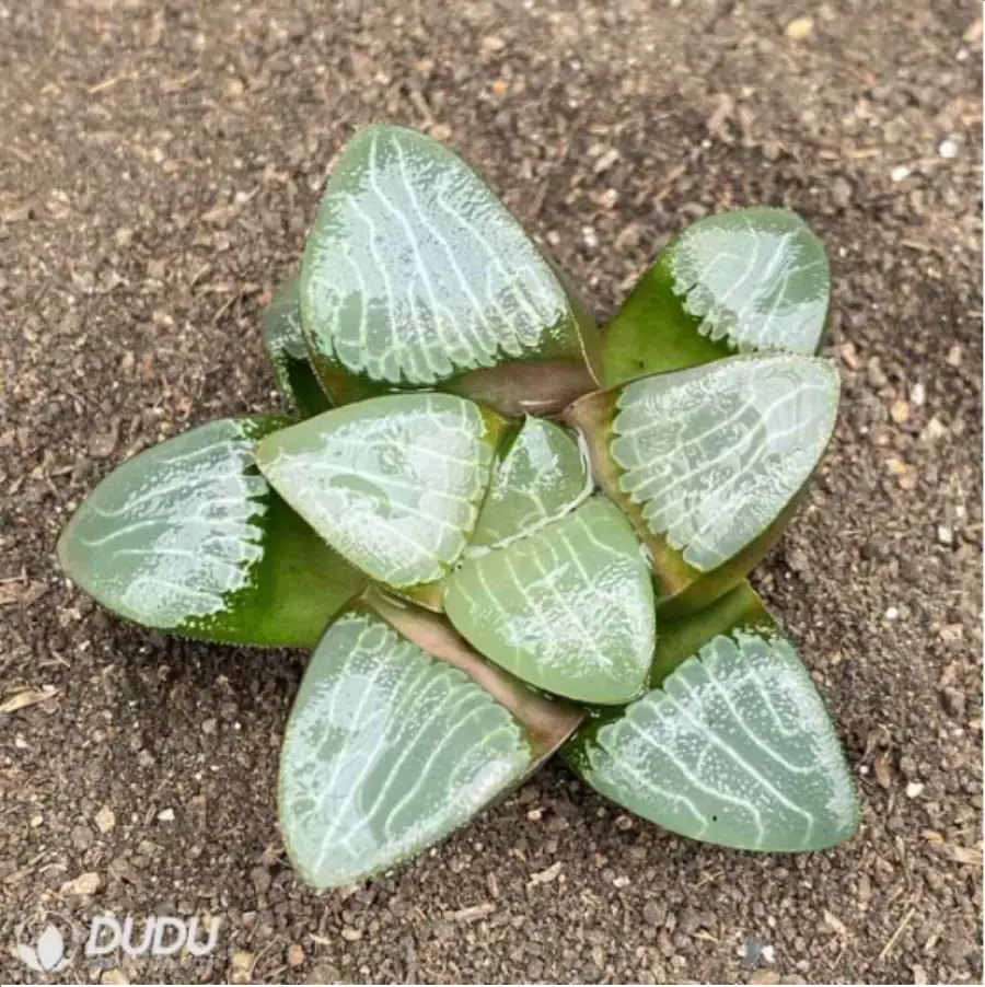 1756114603-2-1769.webp Haworthia Aike - Image 1