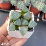 Haworthia Aike - Image 2