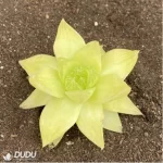 Haworthia Euryops pectinatus 'Viridis'