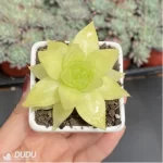 Haworthia Euryops pectinatus 'Viridis' - Image 2