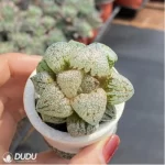 Haworthia Pearl and silver - Image 2