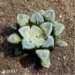 Haworthia Dancing on Ice