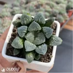 Haworthia Dancing on Ice - Image 2