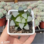 Haworthia Dragon light - Image 2