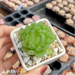 Haworthia cymbiformis var. transiens - Image 2
