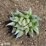 Haworthia Needle Tubing