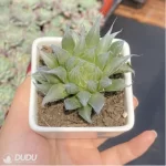 Haworthia Needle Tubing - Image 2