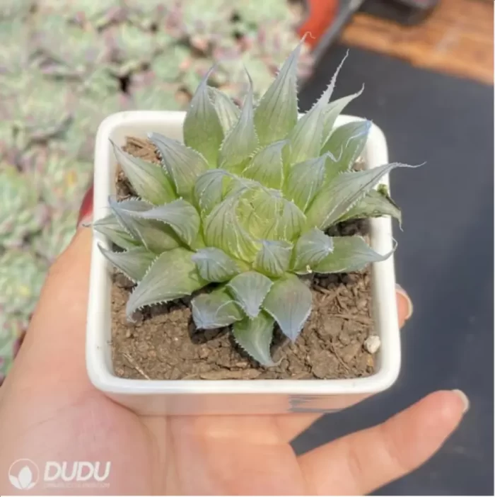 Haworthia Needle Tubing - Image 2