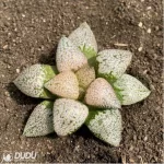 Haworthia Ruby