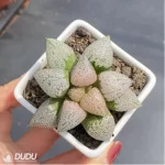 Haworthia Ruby - Image 2