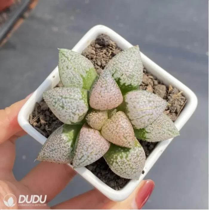 Haworthia Ruby - Image 2
