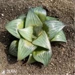 Haworthia Xishan magnifica