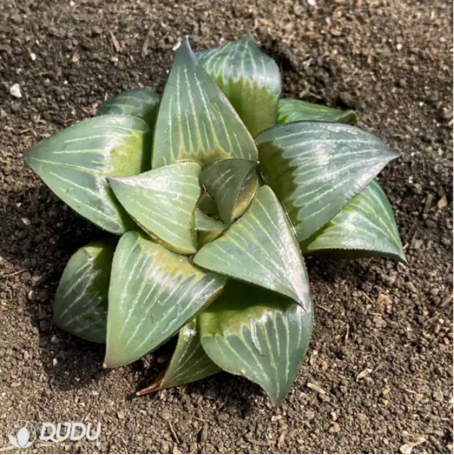 1756114655-2-1737.webp Haworthia Xishan magnifica - Image 1