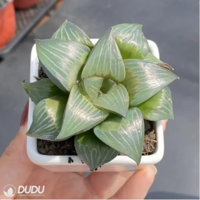 Haworthia Xishan magnifica - Image 2