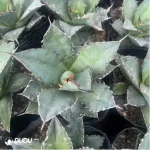 Agave Blue Helix - Image 2