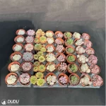 DUDU 48PCS Random Collocation-5 - Image 2