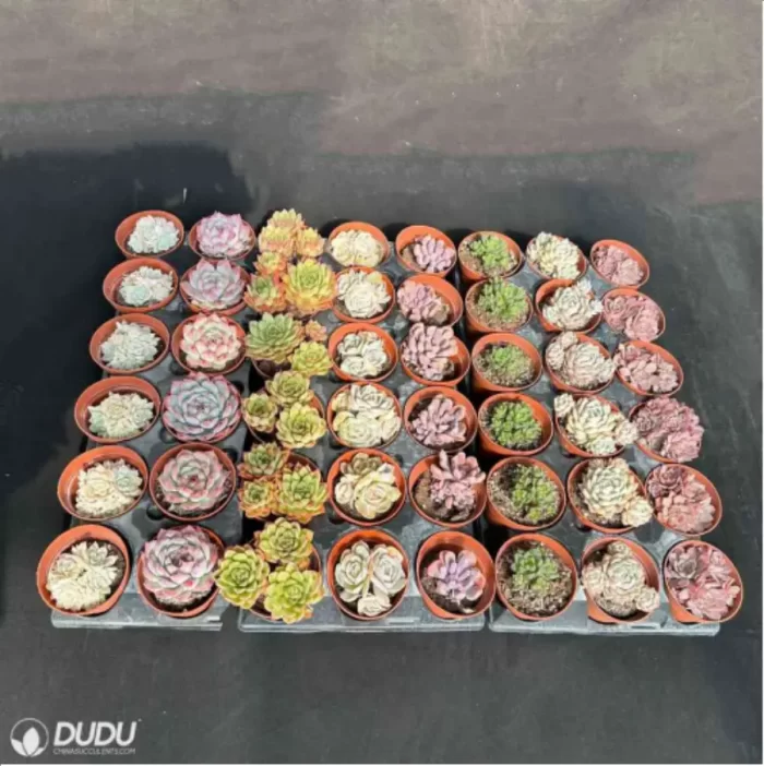 DUDU 48PCS Random Collocation-5 - Image 2