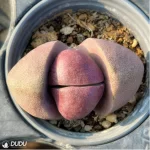 Pleiospilos nelii Schwantes green