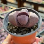 Pleiospilos nelii Schwantes green - Image 2