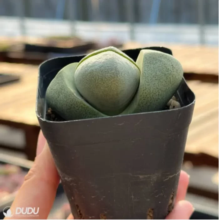 Aeonium Mardi Gras variegated Cristate - Image 2