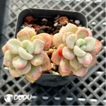 Confusion Double Head