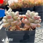 Confusion Double Head - Image 2