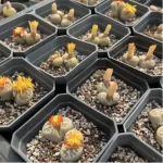 Lithops Dorotheae Zorro Double Head