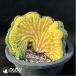 Cactus-Echinopsis
 pachanoi
Cristate variegated - Image 2