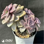 Graptopetalum  ??Snow-White?? clustering