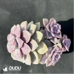 Graptopetalum  ??Snow-White?? clustering - Image 2