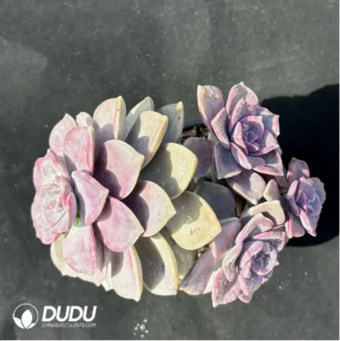 Graptopetalum  ??Snow-White?? clustering - Image 2