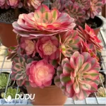 Aeonium Red Sleeve Variegated Cristata