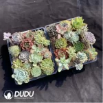 Blind Box Of 90-110mm Echeveria Set (50Pcs) Moq1 - Image 2