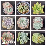 Blind Box Of 90-110mm Echeveria Set (50Pcs) Moq1 - Image 3