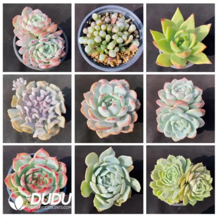 Blind Box Of 90-110mm Echeveria Set (50Pcs) Moq1 - Image 3