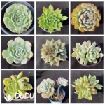 Blind Box Of 90-110mm Echeveria Set (50Pcs) Moq1 - Image 4